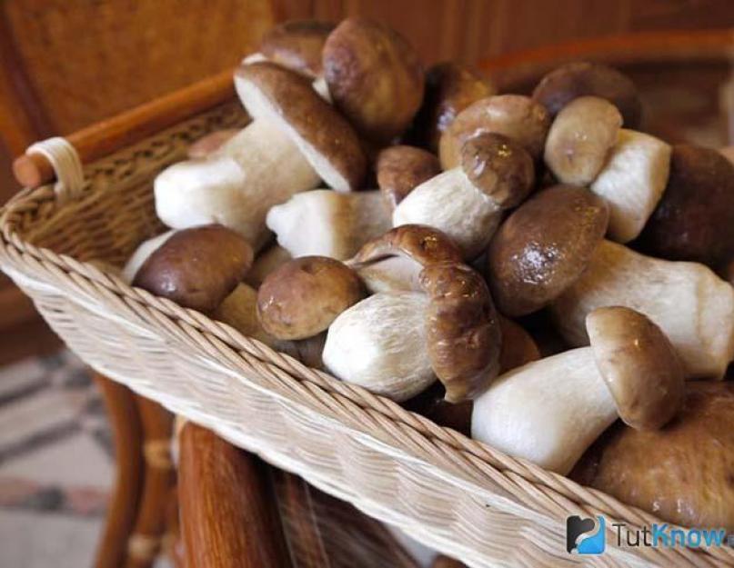 Какие вкусные заготовки из белых грибов можно сделать. Белые грибы на зиму: как приготовить и правила хранения. Лучшие рецепты