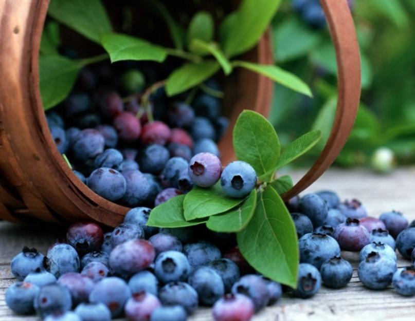 Голубика – полезные свойства синей ягоды. Интересное видео о голубике из программы «Жить здорово!»