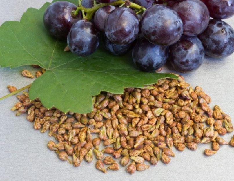 Польза и применение виноградной косточки! Виноградные косточки польза и вред для здоровья