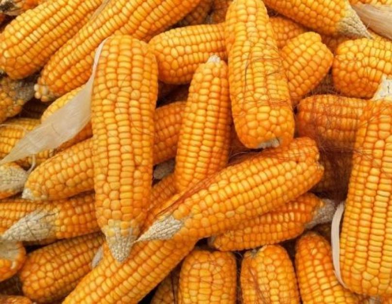 Что сделать чтобы кукуруза была мягкой. Бонус: масло для смазывания початков кукурузы. Как варить кукурузные початки в молоке