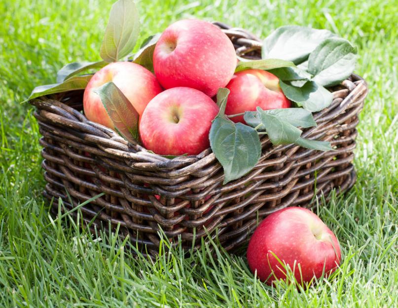 Чем обрабатывают фрукты для длительного хранения. Как сохранить яблоки свежими зимой