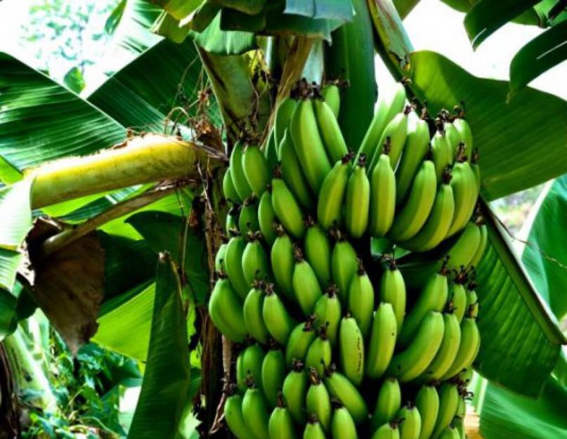Банан культурное растение или дикое. Выращивание бананов. Как растут бананы? Что делать с кожицей