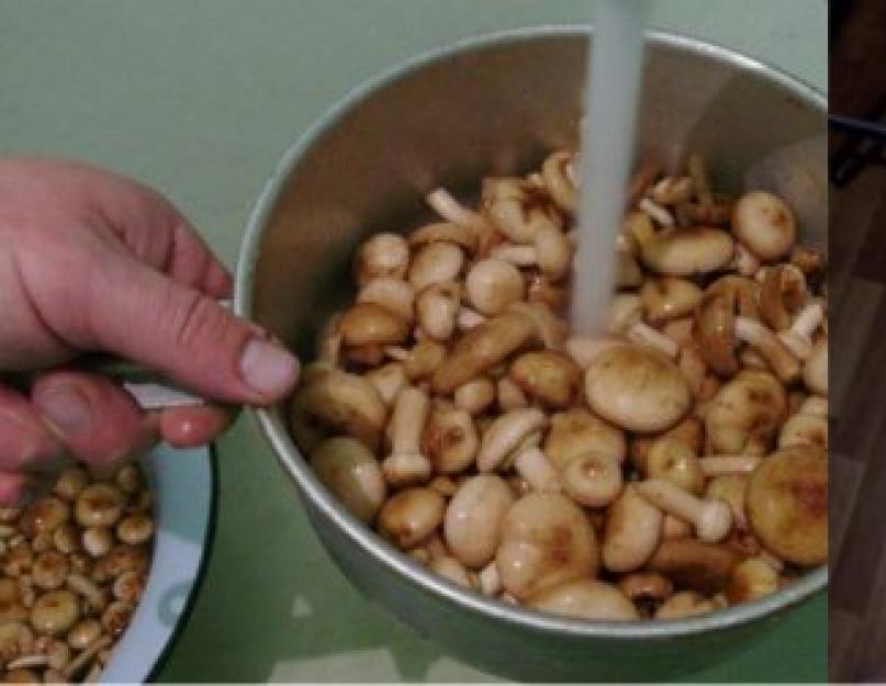 Способы засолки и маринования грибов рыжиков. Пошаговые рецепты приготовления маринованных рыжиков на зиму в домашних условиях. Необходимые ингредиенты для рецепта икры из рыжиков для зимы