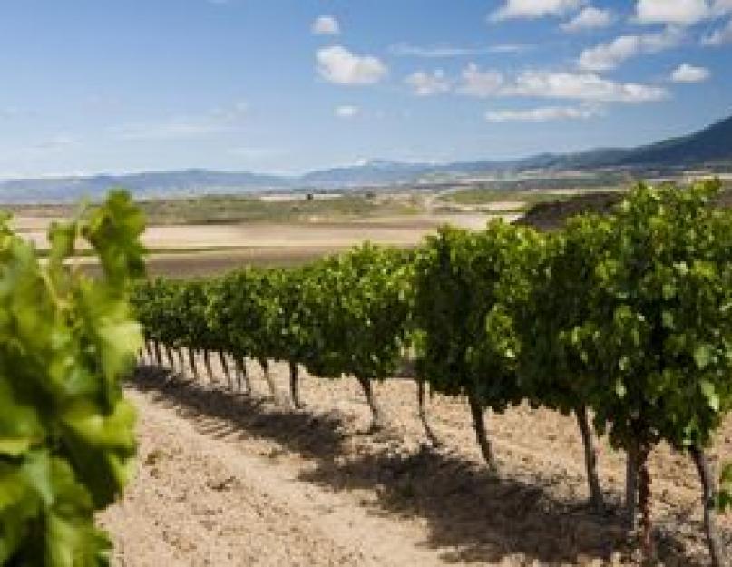 Итальянские законы о вине. Классификация категории качества вин в разных странах