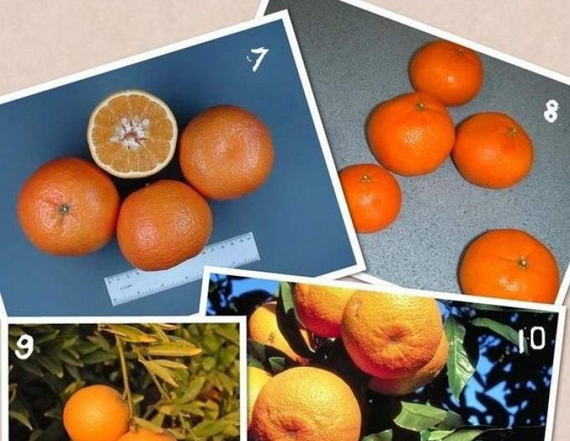 Плоды цитрусовых. Какие цитрусовые фрукты существуют. Ферония лимонная, лимония кислейшая или индийское деревянное яблоко