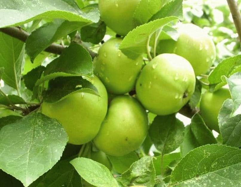 Яблоко зеленое: калорийность, полезные свойства. Чем полезны зеленые яблоки