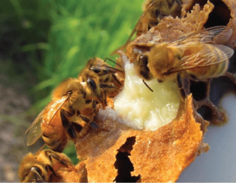 Маточное пчелиное молочко пугает болезни и лечит легко! Формы продукта для реализации в торговых сетях. Осложнения при лечении