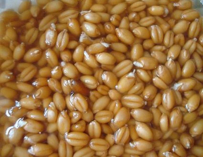 Поставить брагу на пшенице без дрожжей. Домашний рецепт самогона из пшеницы. Повторное использование закваски