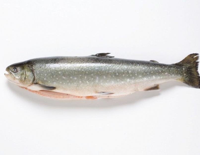 Род тихоокеанские лососи. Семейство лососевые (Salmonidae)