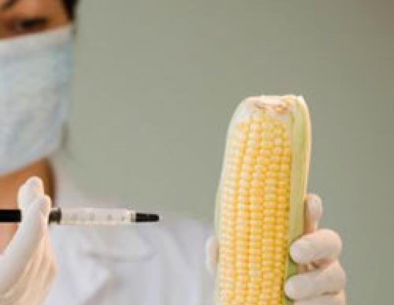 Вред генномодифицированных продуктов для человека. «ГМО вредны для окружающей среды». ГМО — расшифровка понятия