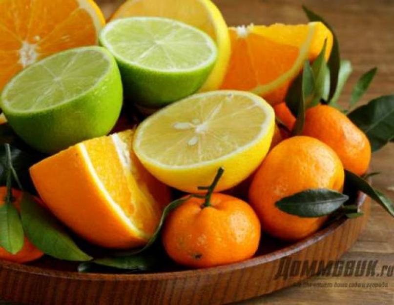 Какие фрукты относятся к цитрусовым. Как применить разные виды цитрусовых с пользой? Общая характеристика цитрусовых