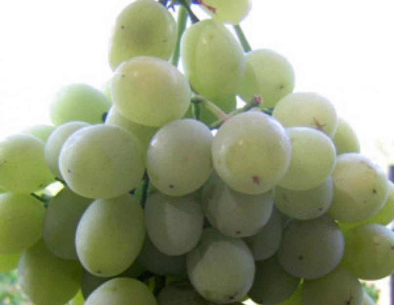 Вино из какого сорта винограда. «Регент» - лучший сорт марочных вин. Полезные свойства косточек