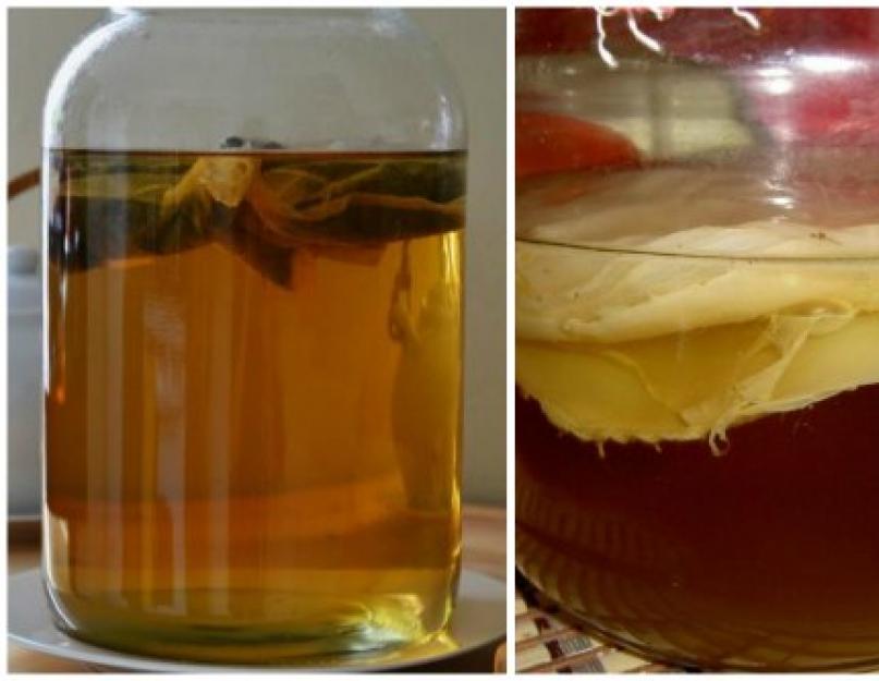 Залить чайный гриб теплым чаем. Как заварить чайный гриб: рецепт, пошаговая инструкция приготовления и рекомендации