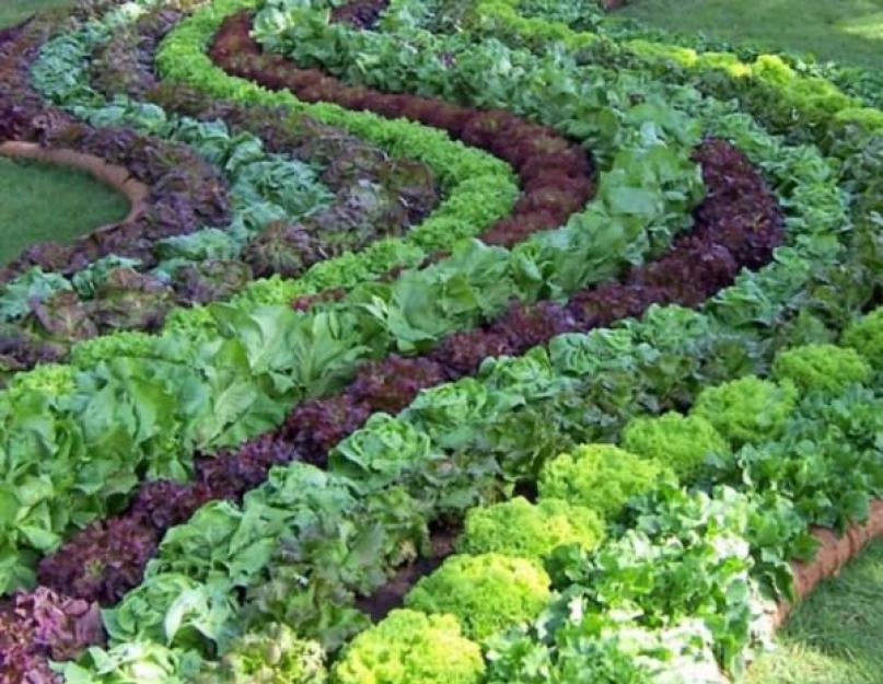 Как правильно сеять салат листовой. Листовой салат на подоконнике. Выращивание из семян