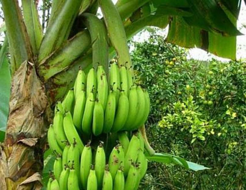 Плод банана называется. Банан — это трава или дерево? Польза бананов. Как выбрать банан. О съедобных сортах бананов