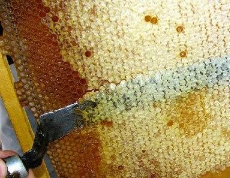 Мед с продуктами пчеловодства как называется. Продукция пчеловодства: пора отказаться от таблеток! Пчелиный воск — важнейший продукт пчеловодства