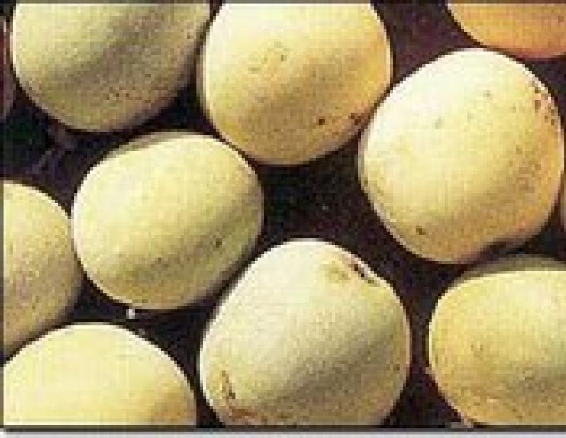 Плоды марулы. Марула - описание свойств плодов и масла, изготавливаемого из них, с фото. Состав и калорийность марулы