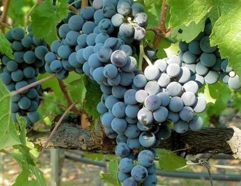 Сорта винограда для игристых вин. Этапы изготовления вина. Десертные белые вина