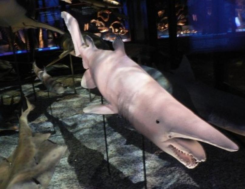Всё, что вы хотели знать о мясе акулы. Белая акула