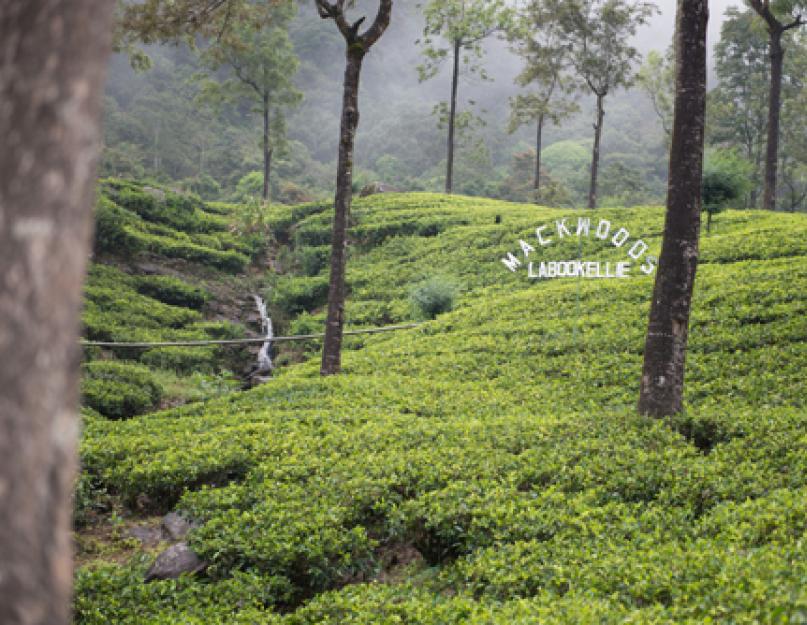 Тот самый чай отличие по цветам слонов. Индия. Влияние индийского чая масала на организм