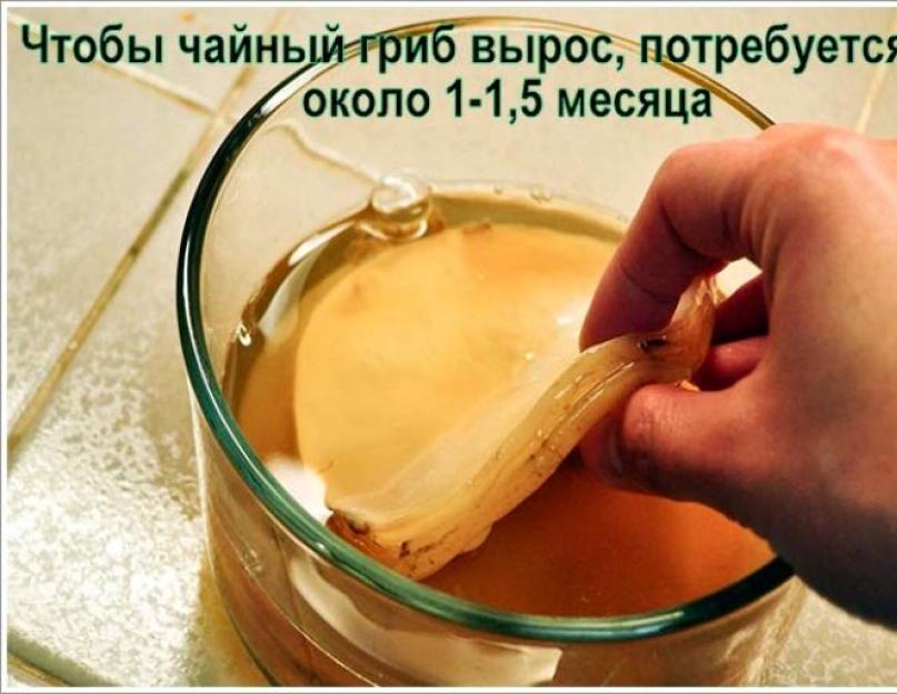 Рецепты с чайным грибом. Как заварить чайный гриб: рецепт, пошаговая инструкция приготовления и рекомендации