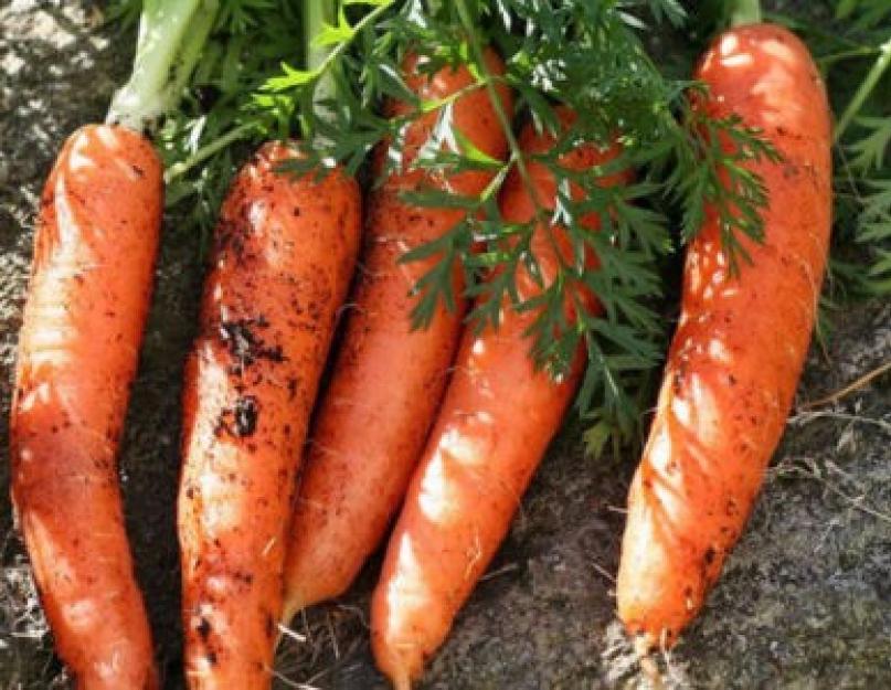 Правила удачной заготовки: как сушить морковь. Как сушить морковь дома