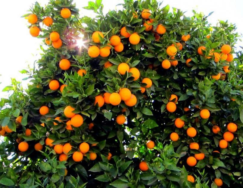 Апельсин: спаситель Одессы и вдохновитель авиаконструкторов. Экзотический апельсин - фрукт или ягода? Сорта вечнозеленого дерева и их описание, польза и вред растения