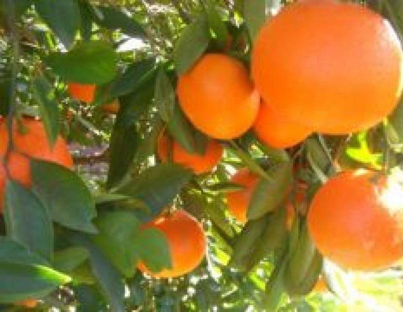 Чем отличается мандарин от апельсина по составу. Что лучше мандарин или апельсин? Как отличить клементин от мандарина