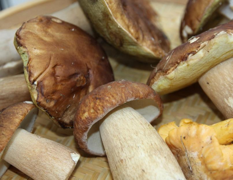 Приготовление грибного супа свежих грибов. Как приготовить грибной суп с луком. Суп пюре грибной