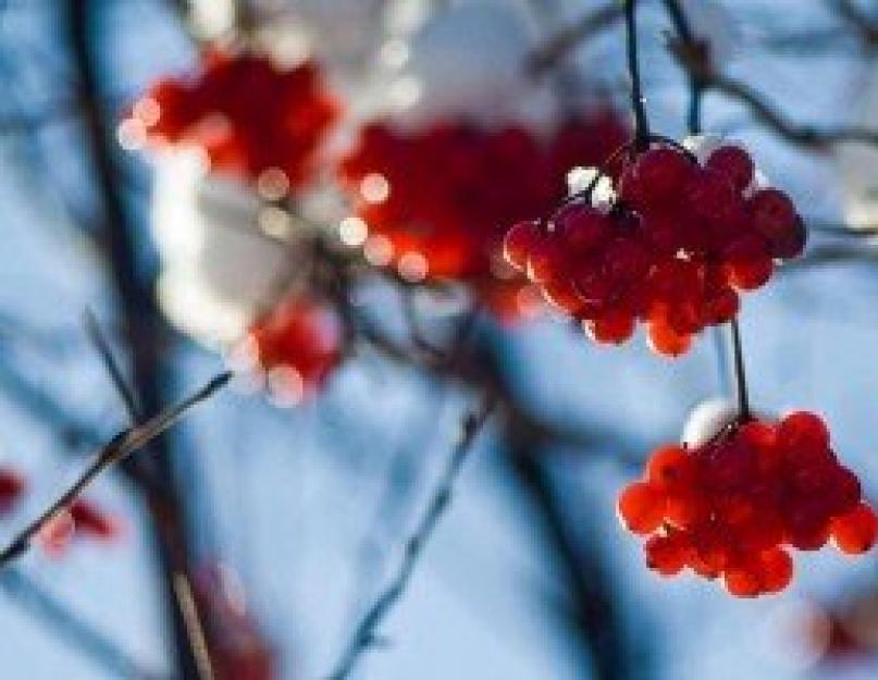 Boissons alcoolisées à base de baies de viorne rouge - vin maison, teinture, liqueur et liqueur : les meilleures recettes.  Baume aux baies et aux herbes « Santé ».  Teinture de viorne à partir de jus