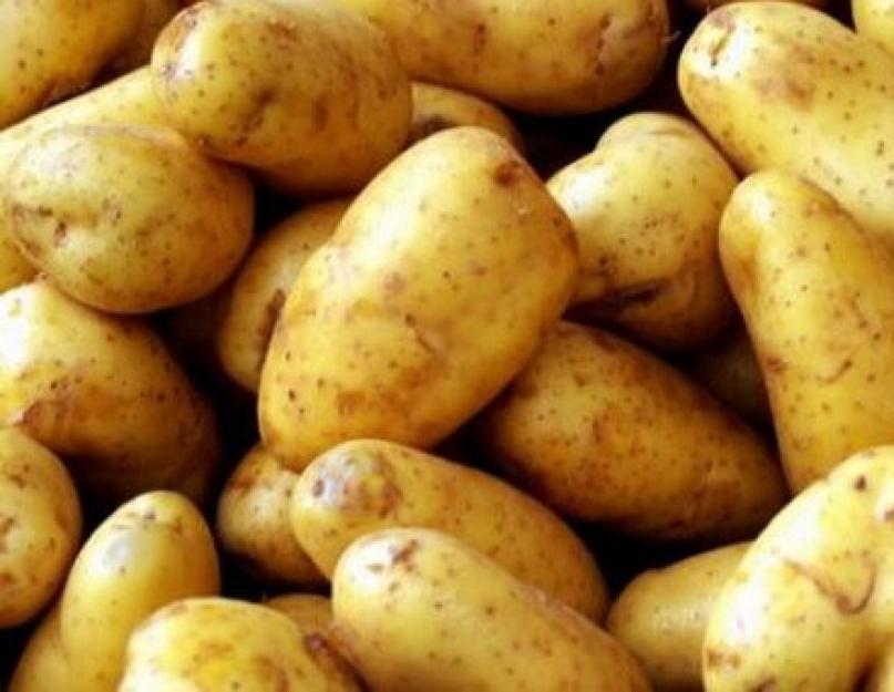 Родина картофеля. История появления картофеля в России. Все о картофеле и его полезных свойствах