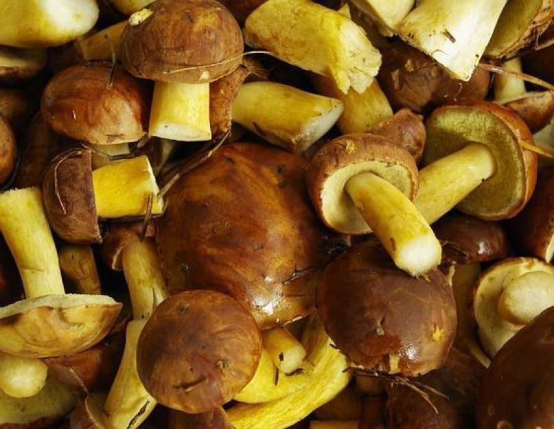 Моховики жареные. Как приготовить грибы моховики – пошаговые рецепты с фото