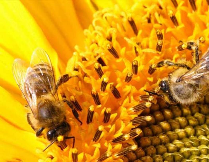 Miel de tournesol ou de fleurs.  Application et traitement.  Traite les maladies respiratoires