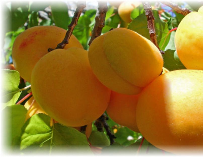 Как сушить абрикосы на курагу? Как правильно сушить абрикосы в домашних условиях: простые способы