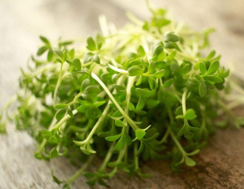 Кресс-салат - что это такое? Кресс-салат — удивительная польза и возможный вред незабываемой на вкус пикантной зелени