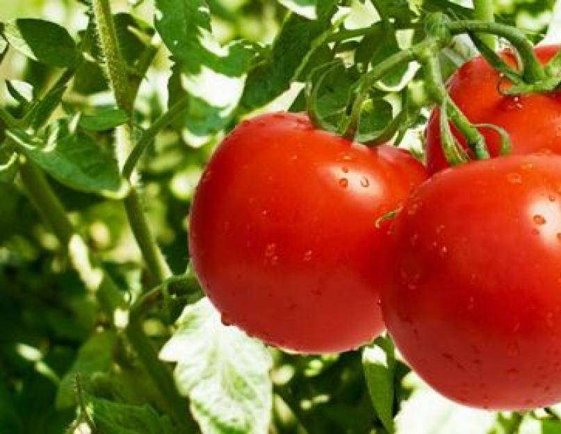 Soupe crémeuse de tomates au paprika moulu.  Velouté de tomates au fromage.  Recette vidéo pour faire une soupe à la crème de tomates et de haricots