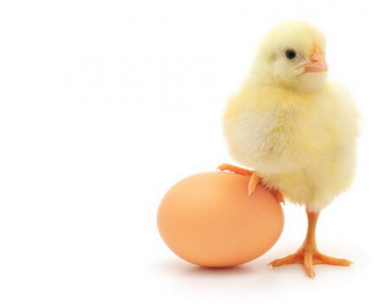 Сколько калорий содержится в яйцах разного вида? Куриные яйца: калорийность, польза, вред, состав