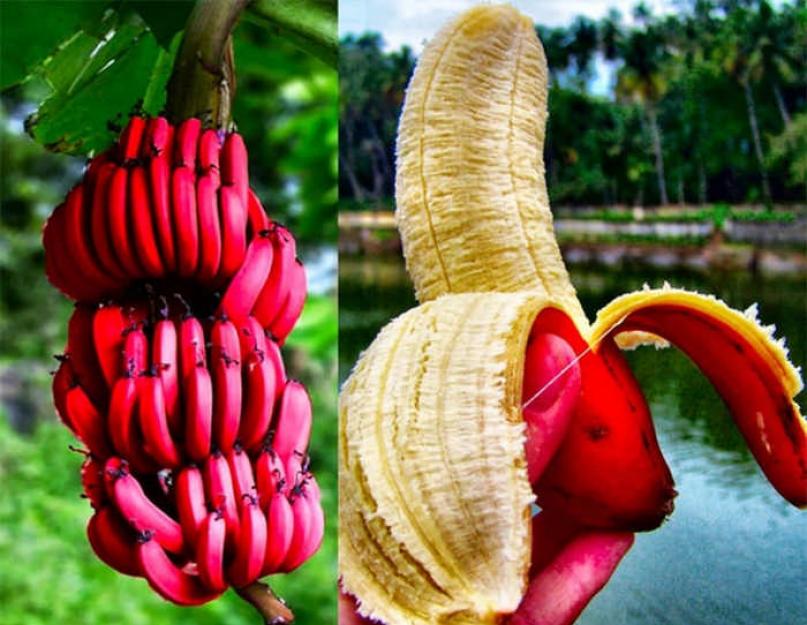 Чем полезен банан для организма. Банан – польза и вред для организма, влияние на здоровье женщин и мужчин. Бананы помогают в профилактике и лечении остеопороза