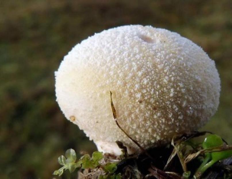 Что за гриб дождевик — съедобный или нет и чем полезен. Как готовить гриб дождевик - интересные идеи для приготовления вкусных блюд