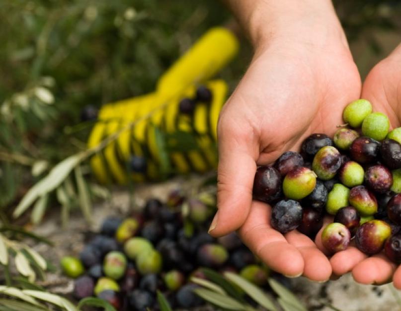Какие цвета на ветках оливки и маслины. Оливки и маслины – в чем разница. Видео: отличие оливок и маслин