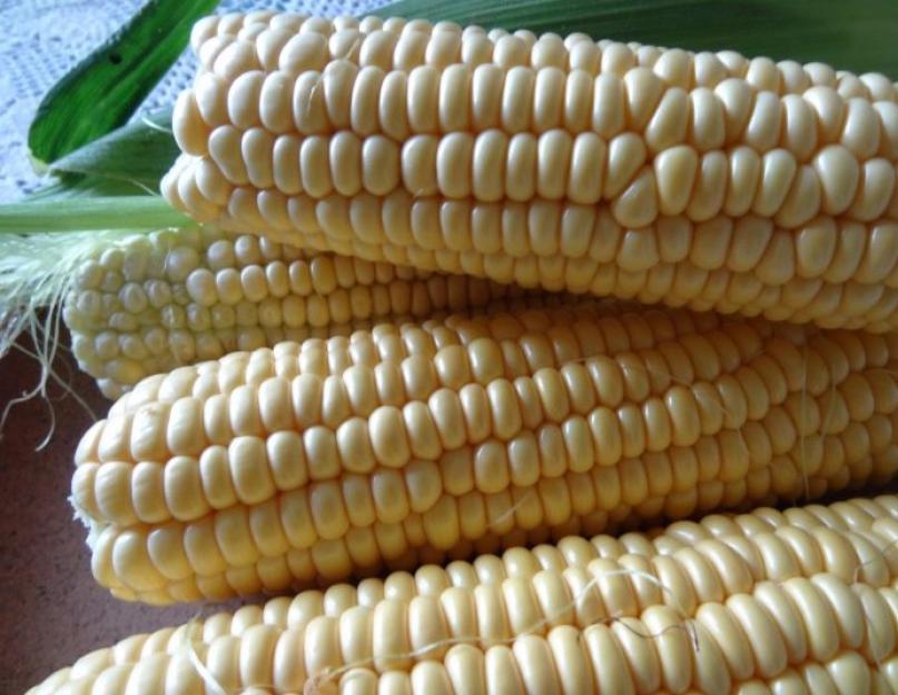 Сколько нужно варить кукурузу в початках, чтобы она получилась вкусной? Как вкусно сварить кукурузу: советы и рекомендации