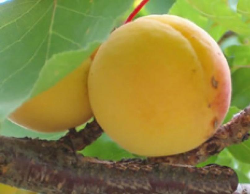 De quels fruits sont fabriqués les abricots secs ?  Abricots secs : les avantages et les inconvénients des abricots secs.  Masque visage nourrissant aux abricots secs