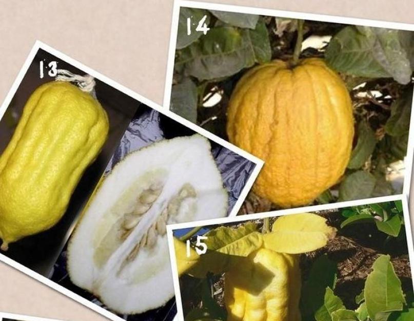 Какие фрукты являются цитрусовыми. Цитрусовые: виды, польза, состав, применение