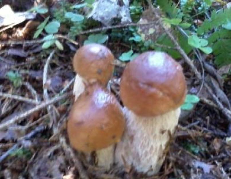 Белые грибы на зиму: как приготовить и правила хранения. Лучшие рецепты. Маринованные белые грибы на зиму