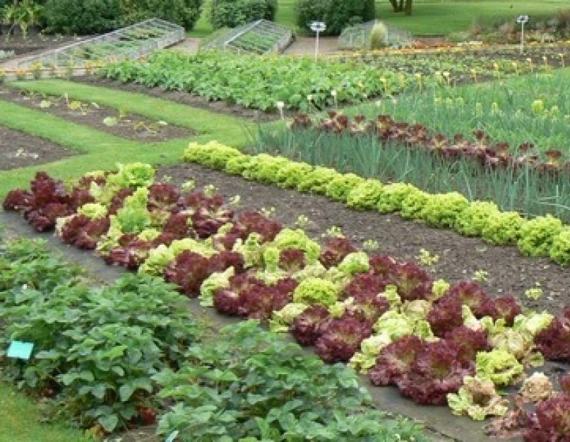 Кресс-салат: выращивание в открытом грунте. Как вырастить кресс-салат на даче, уход за растением в открытом грунте