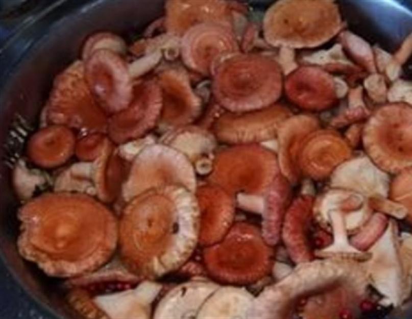 Засолка грибов волнушек. Как вкусно приготовить волнушки, надолго сохранив их полезные свойства. Классический рецепт маринованных волнушек с фото