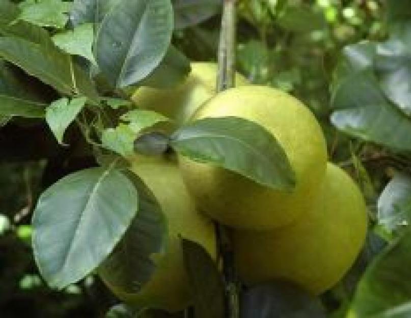 Помело (памела) - самый большой фрукт семейства цитрусовых. Выращиваем «иностранца» в квартире. Другие полезные свойства помело