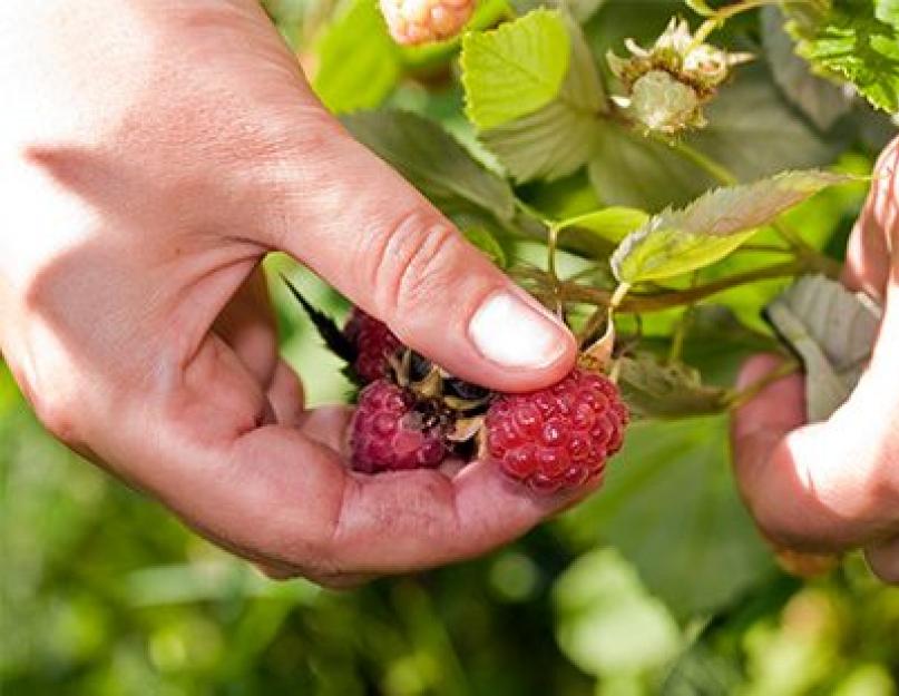 Срывать ягоды с высоты. Срывание ягод перчатка. Листья малины полезные свойства и противопоказания. Фото больных кистей малины.