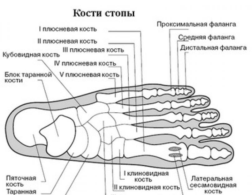 Ногтевая фаланга стопы. Проксимальная фаланга 1 пальца стопы анатомия. Анатомия дистальной фаланги стопы. Проксимальный отдел 1 плюсневая кость стопы. 4-5 Плюсневая кость стопы.