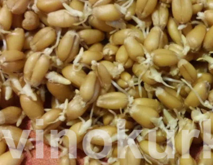 Осахаривание пшеницы ферментами. Типы осахаривания, их преимущества и недостатки. Холодное осахаривание ферментами